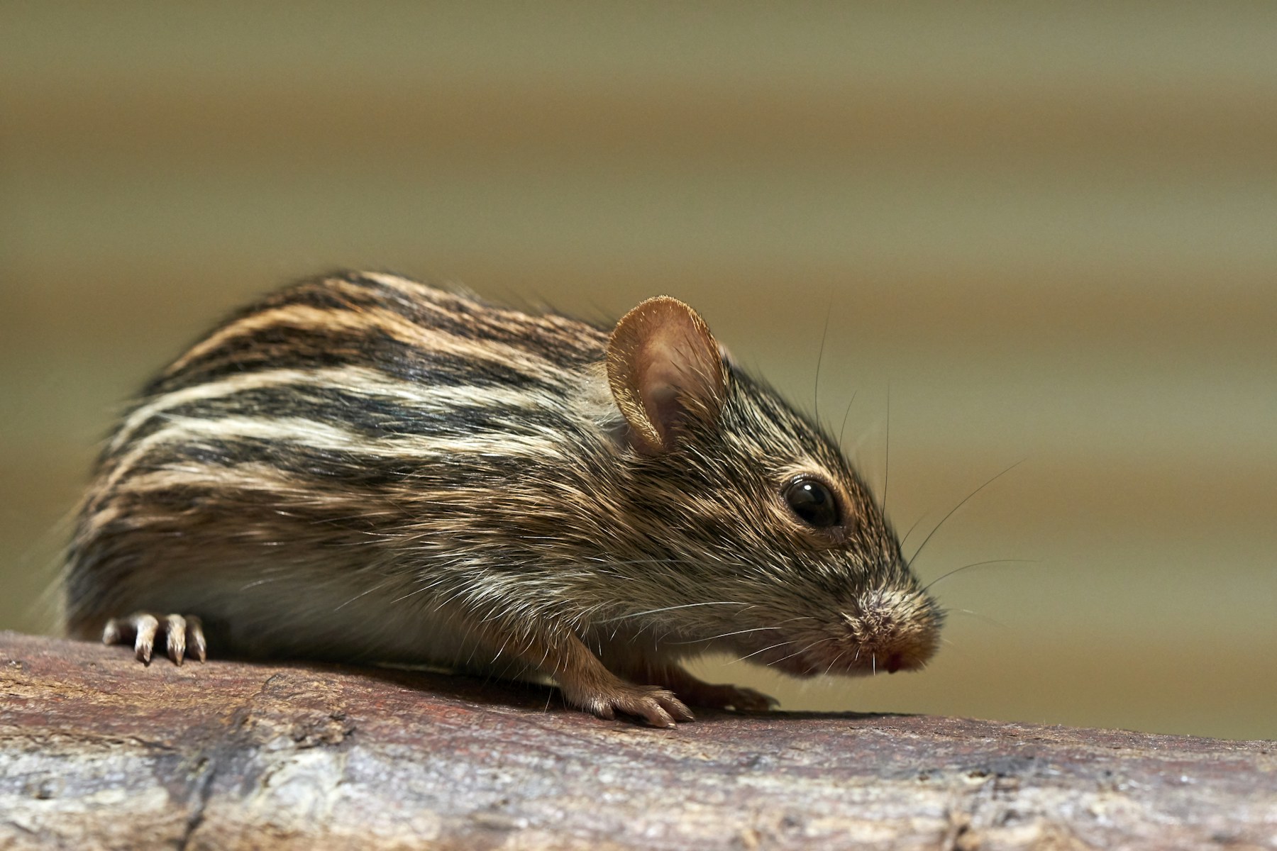 Souris photographiée dans son environnement naturel